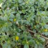 Portulaca