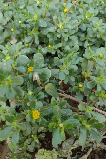 Portulaca