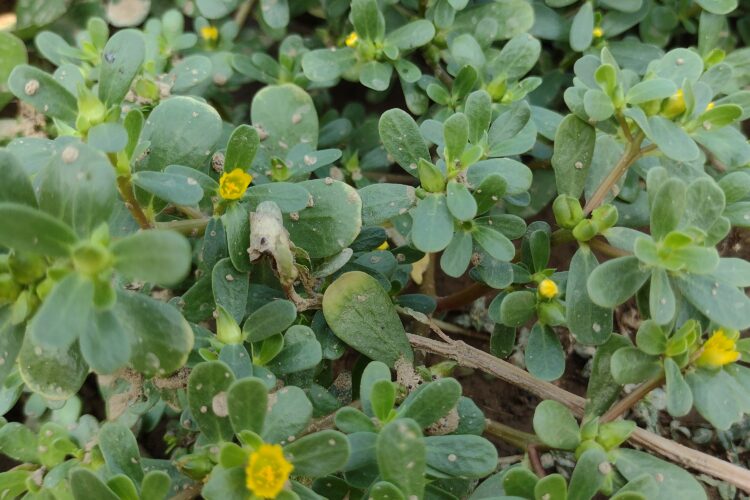 Portulaca